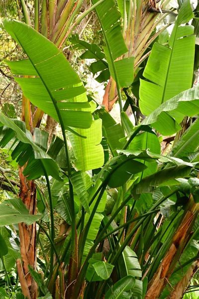 Funchal Portugal Febrero 2018 Jardín Botánico —  Fotos de Stock