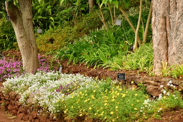 Funchal Portugal February 2018 Botanical Garden — Stock Photo, Image