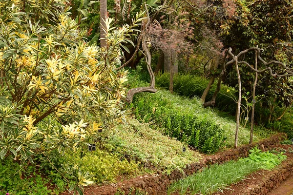 Funchal Portogallo Febbraio 2018 Orto Botanico — Foto Stock