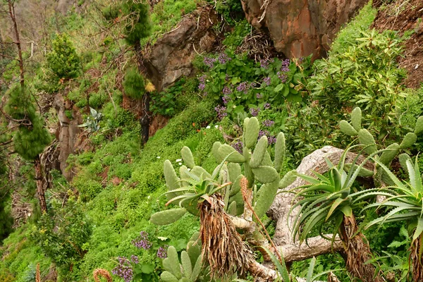 Funchal Portugal Februari 2018 Botanische Tuin — Stockfoto