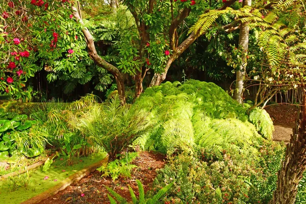 Funchal Portugalsko Února 2018 Botanická Zahrada — Stock fotografie
