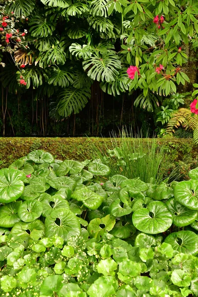 Funchal Portugal Febrero 2018 Jardín Botánico —  Fotos de Stock