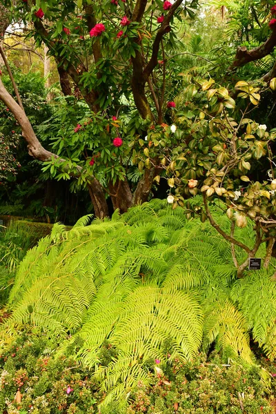 Funchal Portugal Februari 2018 Botanische Tuin — Stockfoto