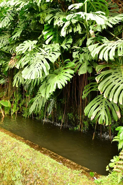 Funchal Portugal Febrero 2018 Jardín Botánico —  Fotos de Stock