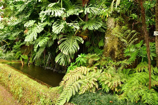 Funchal Portugal Febrero 2018 Jardín Botánico —  Fotos de Stock