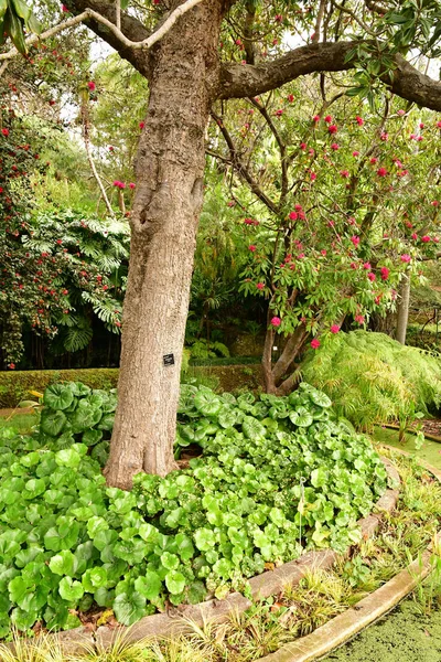 葡萄牙丰查尔 2018年2月22日 植物园 — 图库照片