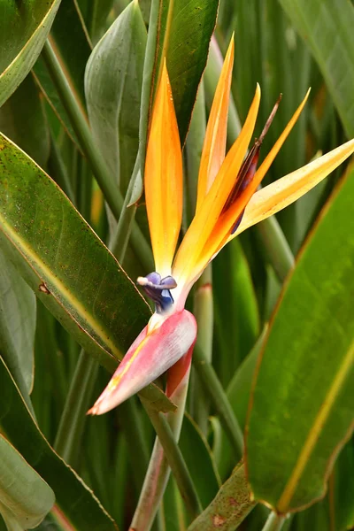 Funchal Portugalia Luty 2018 Rajski Ptak Ogrodzie Botanicznym — Zdjęcie stockowe