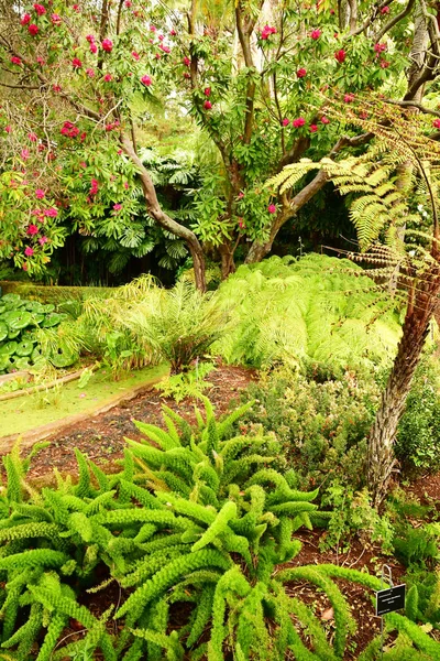 Funchal Portugalsko Února 2018 Botanická Zahrada — Stock fotografie