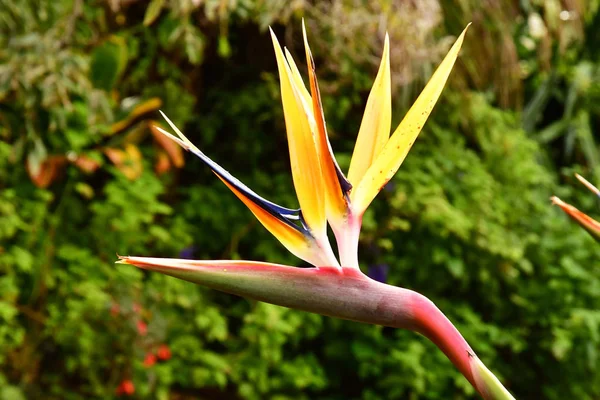 Funchal Portugalia Luty 2018 Rajski Ptak Ogrodzie Botanicznym — Zdjęcie stockowe