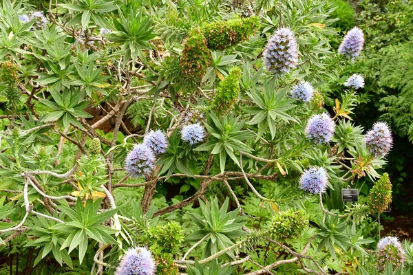 Funchal Portugal Febrero 2018 Jardín Botánico — Foto de Stock