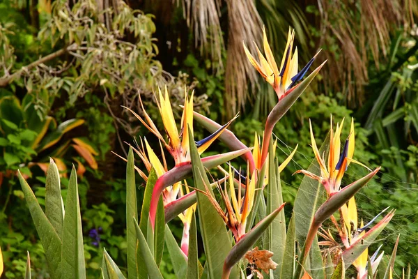 Funchal Portekiz Şubat 2018 Botanik Bahçesi Cennet Kuşu — Stok fotoğraf