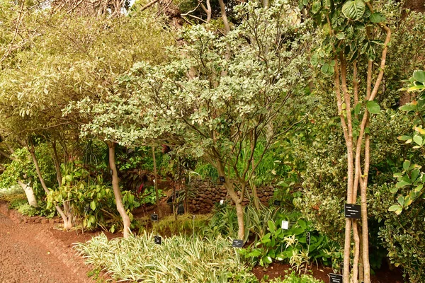 Funchal Portugalsko Února 2018 Botanická Zahrada — Stock fotografie