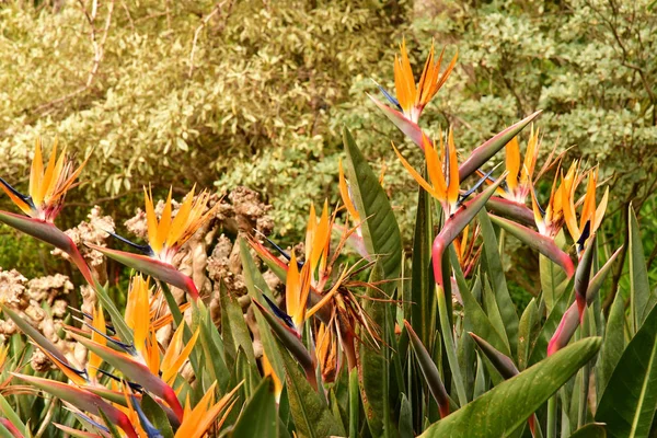 Funchal Portugalia Luty 2018 Ogród Botaniczny — Zdjęcie stockowe