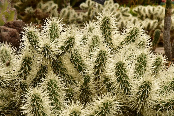 Funchal Portugal Februari 2018 Botaniska Trädgården — Stockfoto