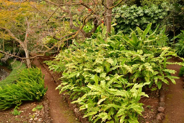 Funchal Portugalsko Února 2018 Botanická Zahrada — Stock fotografie