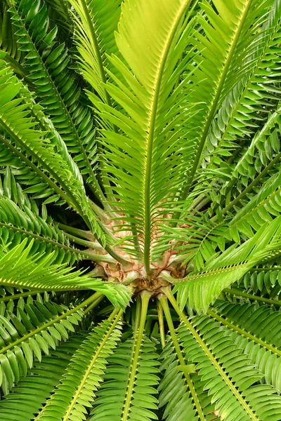 Funchal Portugal Febrero 2018 Jardín Botánico —  Fotos de Stock