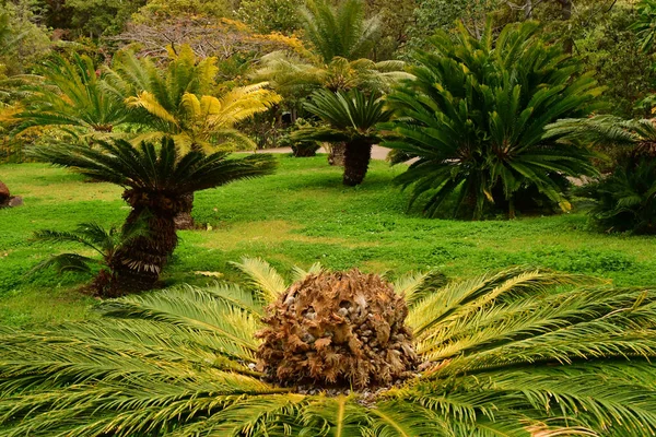Funchal Portugália Február 2018 Botanikus Kert — Stock Fotó