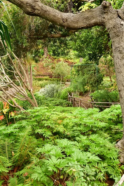 Funchal Portugal Février 2018 Jardin Botanique — Photo