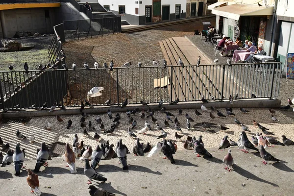 Funchal Portugal Février 2018 Pigeons Dans Centre Ville — Photo