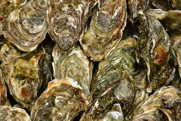 Rambouillet France November 2017 Oysters Farmhouse Market — Stock Photo, Image