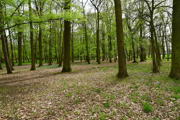 Les Mureaux Francia Aprile 2018 Foresta Becheville — Foto Stock