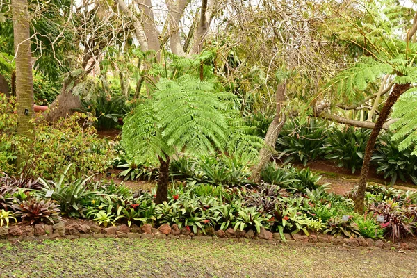 Funchal Portugal Februari 2018 Botaniska Trädgården — Stockfoto