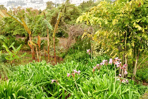 Funchal Portugal Februari 2018 Botaniska Trädgården — Stockfoto