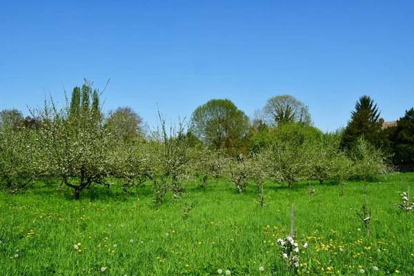 Cergy France April 2018 Orchard Old City Centre — Stock Photo, Image