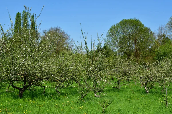 Cergy Frankrike April 2018 Fruktträdgård Den Gamla Stadskärnan — Stockfoto