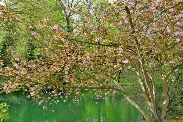 Poissy Franciaország Április 2018 Tavaszi Meissonier Park — Stock Fotó