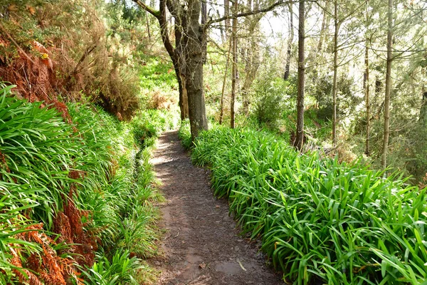 Madeiral Camacha Portugal Februari 2018 Levada Serra Faial — Stockfoto