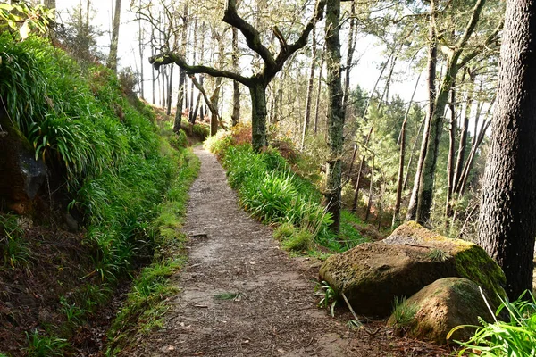 Madeiral Camacha Portogallo Febbraio 2018 Levada Serra Faial — Foto Stock