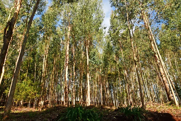 Madeiral Camacha Portugal Fevereiro 2018 Levada Serra Faial — Fotografia de Stock