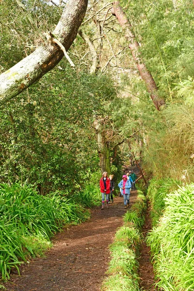 Madeiral Camacha Portekiz Şubat 2018 Levada Serra Faial — Stok fotoğraf