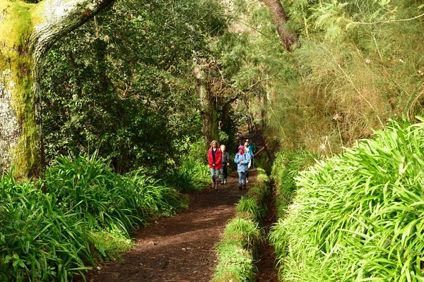 Madeiral Camacha Portekiz Şubat 2018 Levada Serra Faial — Stok fotoğraf