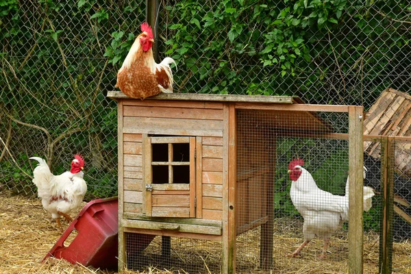 Sagy France June 2018 Poultry Ferme Couture — Stock Photo, Image