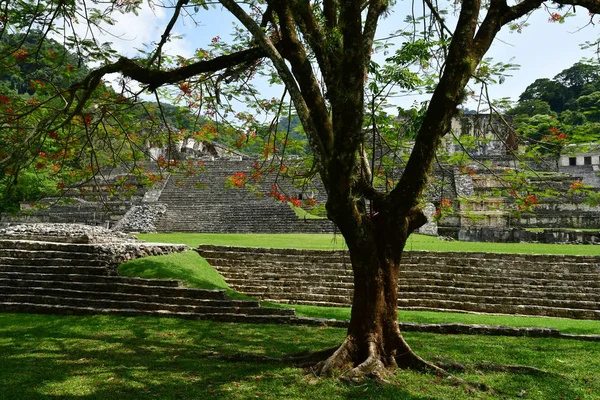Palenque Chiapas Spojenými Státy Mexickými Května 2018 Pre Columbian Maya — Stock fotografie