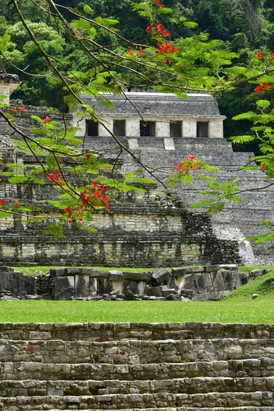 Palenque Chiapas Mexikos Förenta Stater Maj 2018 Pre Kolumbiansk Maya — Stockfoto