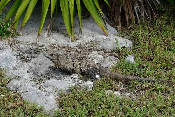 Tulum United Mexican State Maggio 2018 Sito Precolombiano — Foto Stock