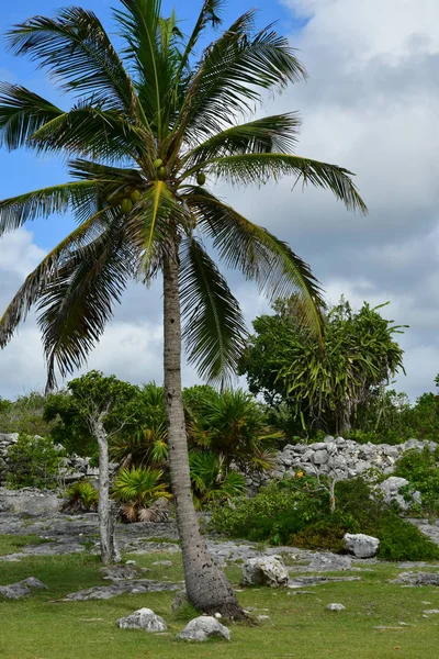 Tulum Estado Unidos Mexicano Mayo 2018 Sitio Precolombino — Foto de Stock