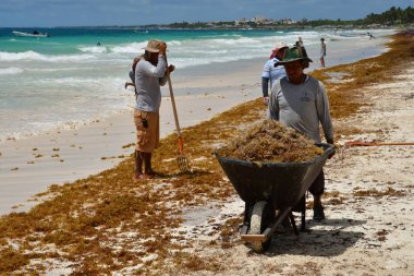 Riviera Maya; United Mexican States - may 20 2018 : pick alga on the beach clipart