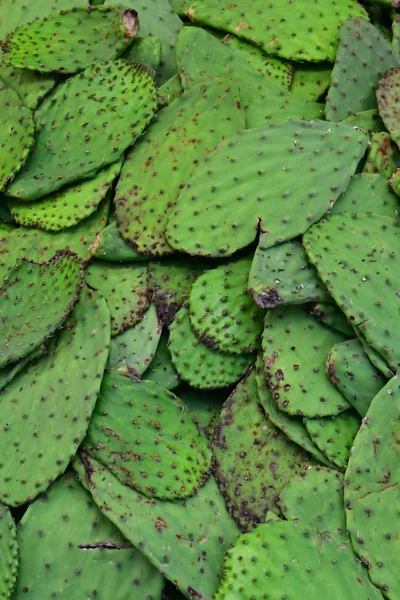 Palenque Chiapas Estados Unidos Mexicanos Mayo 2018 Permiso Barbarie Supermercado — Foto de Stock