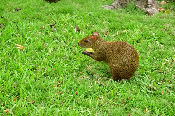 Playacar Соединенные Штаты Америки Мая 2018 Года Agouti Отеле Viva — стоковое фото