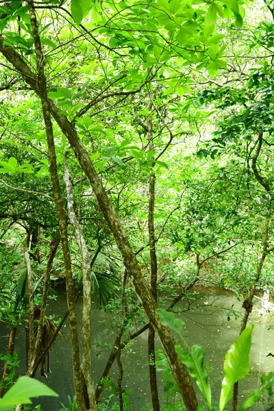 Chichen Itza Meksykańskie Stany 2018 Maja Cenote Pre Columbian Witryny — Zdjęcie stockowe