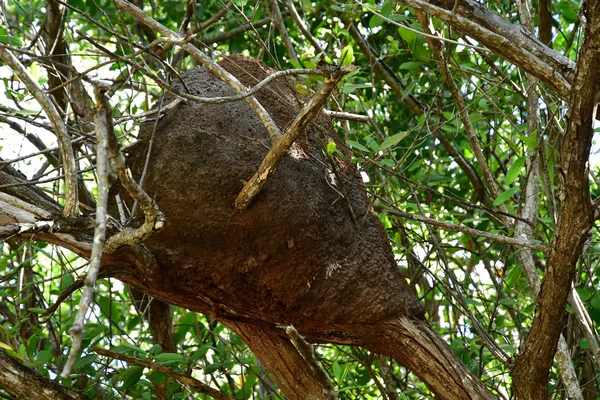 Riviera Maya United Mexican States May 2018 Termites Nest — Stock Photo, Image