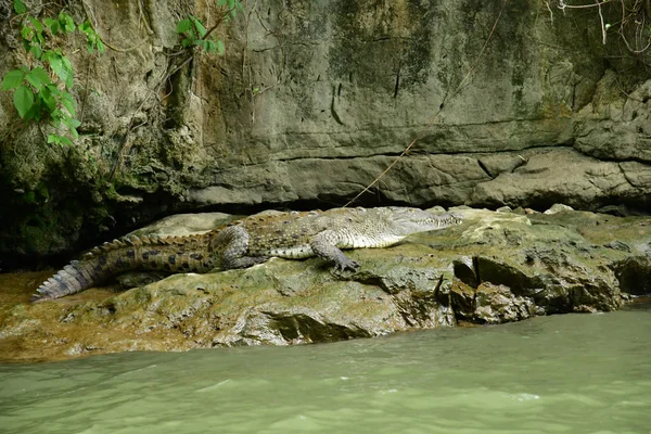 Tuxtla Gutierrez United Mexican States May 2018 Crocodile Sumidero Canyon — Stock Photo, Image