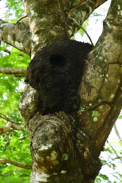 Palenque Chiapas Meksykańskich Stanów Zjednoczonych Maja 2018 Gniazdo Termitów — Zdjęcie stockowe