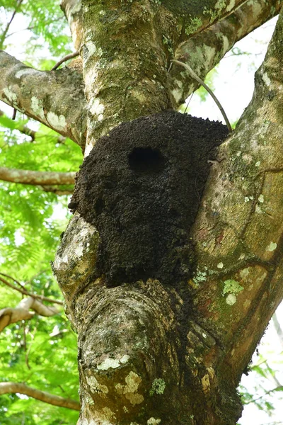 Palenque Chiapas Mexikos Förenta Stater Maj 2018 Termiter Boet — Stockfoto