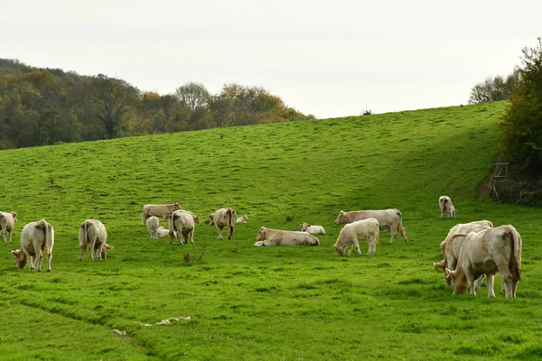Lisors França Novembro 2017 Vacas Pastagem — Fotografia de Stock