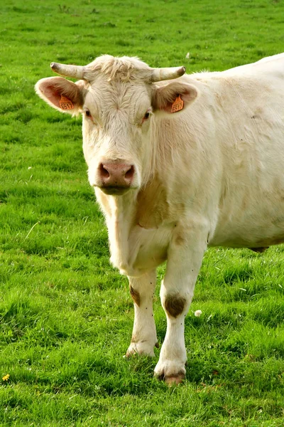 Lisors Francia Noviembre 2017 Vacas Pastizal —  Fotos de Stock